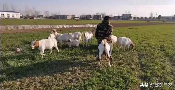 農戶為什麼要讓羊吃小麥苗,這樣的小麥還能高產嗎?看農戶咋說 農戶為什麼要讓羊吃小麥苗,這樣的小麥還能高產嗎?看農戶咋說