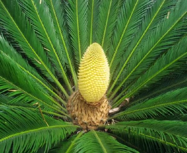 路邊的“鐵樹”會開花嗎？多曬太陽勤施肥，養到開花沒問題