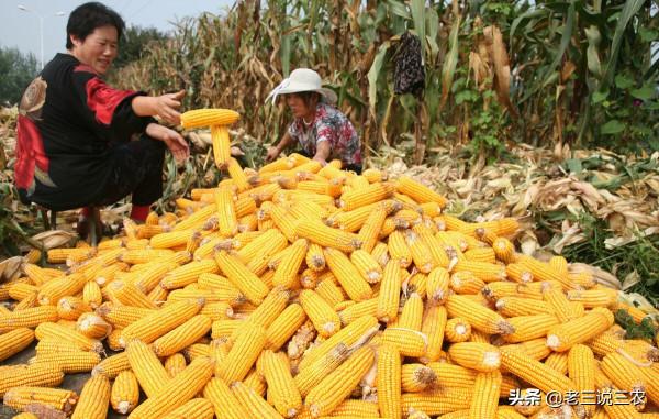玉米早收沒有晚收好？晚收真的能高產？玉米什麼時候收穫產量最高