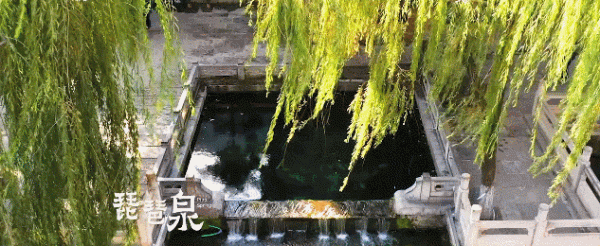 聽濟南琵琶泉,太治癒了 聽濟南琵琶泉,太治癒了