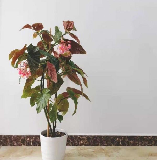 陽臺光照不足，就養這4種花，很好看驚豔、花也很多、綠植環繞