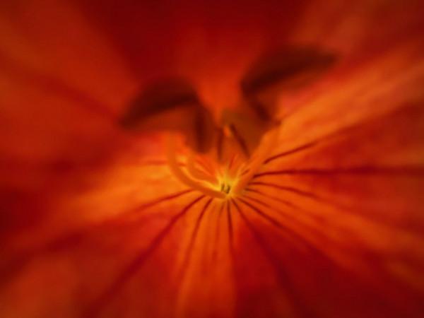 意不意外? 華為P50 Pro首測2: 網友要求再拍10組對比, 逼出它影像極限