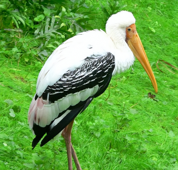 我國永久消失的23種野生動物,僅剩下標本,它們消亡於人類的貪慾 我國永久消失的23種野生動物,僅剩下標本,它們消亡於人類的貪慾