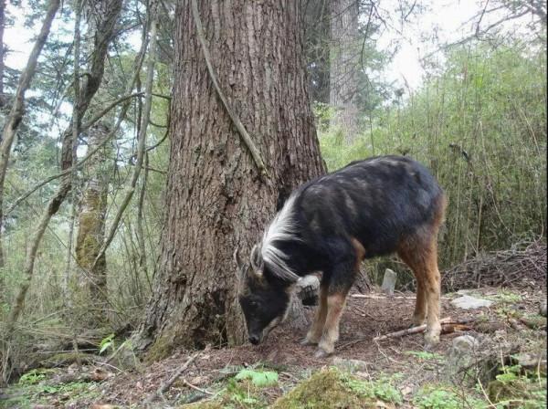 首次！鹿羊牛驢“四不像”驚現什邡，髮型太帥了，為何如此稀缺？