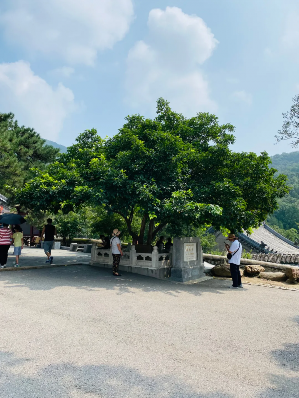 潭柘寺的“柘”，原來如此~！