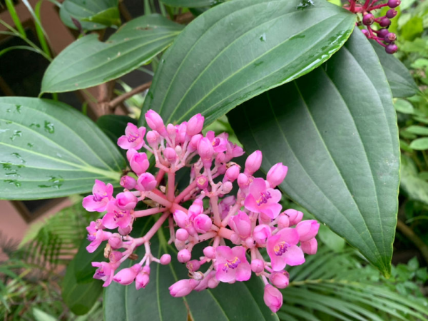 年底挑選年宵花，很容易踩坑，尤其是這4點，一定要注意