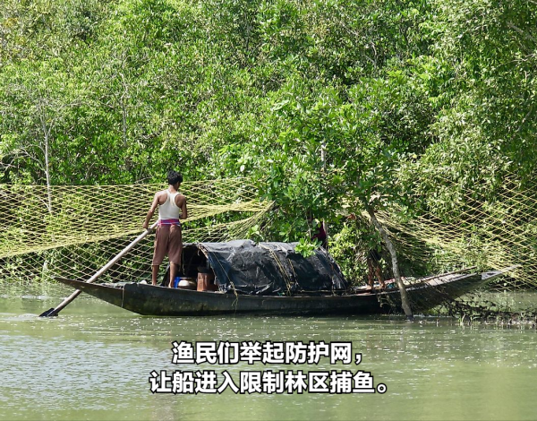 印度的桑達班斯:人們與野生老虎面對面生活的地方 印度的桑達班斯:人們與野生老虎面對面生活的地方