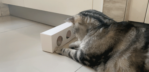 一球一棒，讓貓咪重新動起來