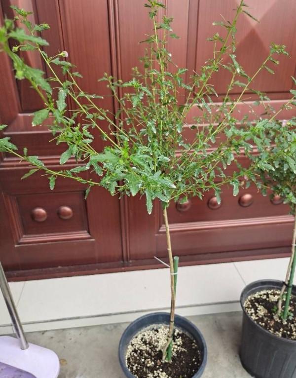 養好小木槿，做到3點，花期更長了，側枝多花量大美美噠