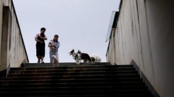 新職業“寵物營養師”：她幫3000多隻胖狗減肥成功