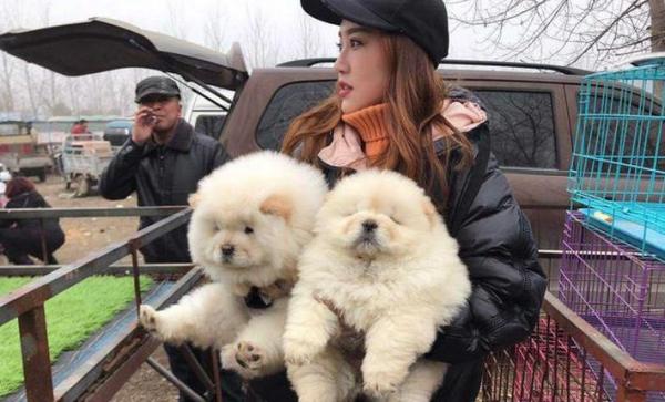 不養一隻鬆獅,你都不知道它有這麼多“缺點” 不養一隻鬆獅,你都不知道它有這麼多“缺點”