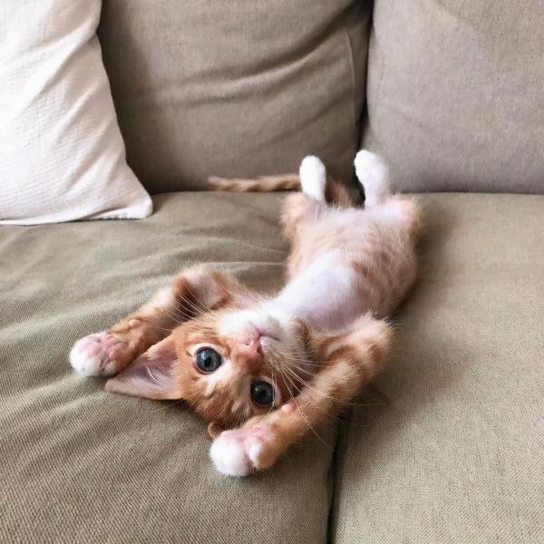 流浪貓來家中生子,老爸見後氣炸,然而沒幾天…就當孫子養了 流浪貓來家中生子,老爸見後氣炸,然而沒幾天…就當孫子養了