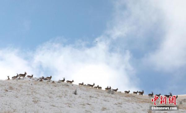新疆博州：成群北山羊雪中覓食嬉戲