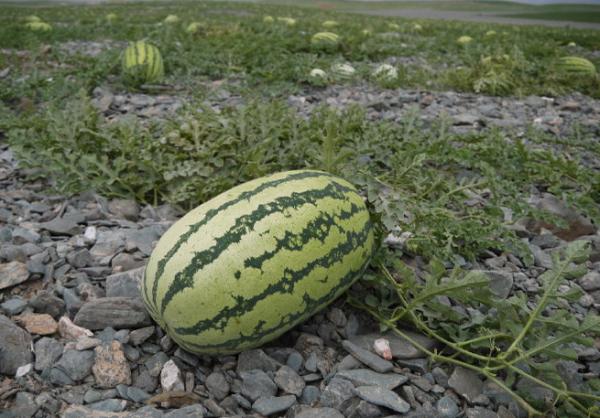 “戈壁西瓜”危害有多大？年營收20多億的硒砂瓜，為何被區域性禁種