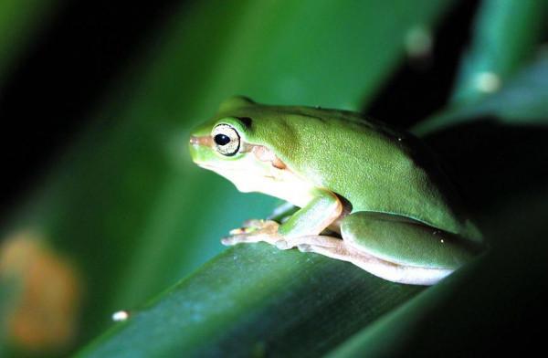 海南海口：城市公園裡的奇妙眾生相