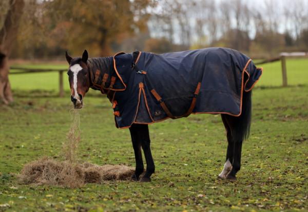 英國奶奶總覺得鄰居家的馬沒吃飽,偷餵它胡蘿蔔,直到驚動了法院 英國奶奶總覺得鄰居家的馬沒吃飽,偷餵它胡蘿蔔,直到驚動了法院