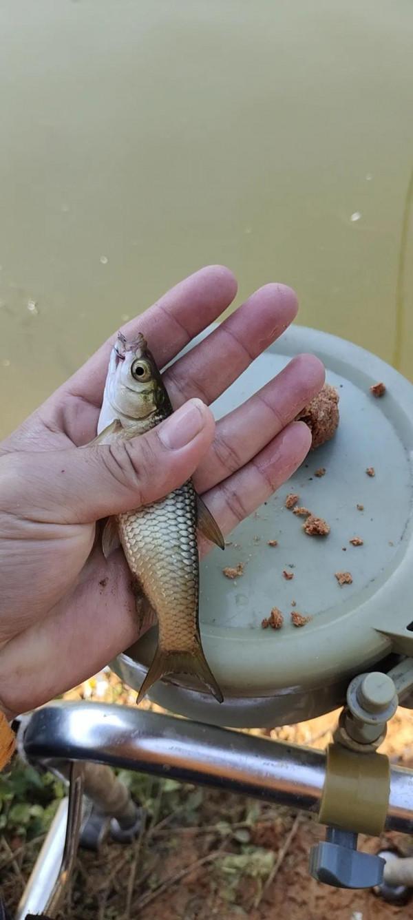 封竿6年有餘,重回釣壇沒做好準備用過期餌垂釣看看能不能有收穫 封竿6年有餘,重回釣壇沒做好準備用過期餌垂釣看看能不能有收穫