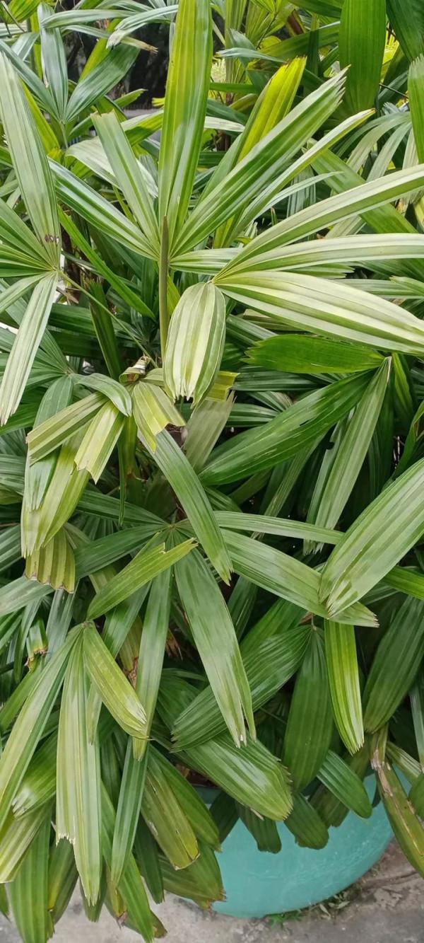 《嶺南植物園/棕竹》 《嶺南植物園/棕竹》
