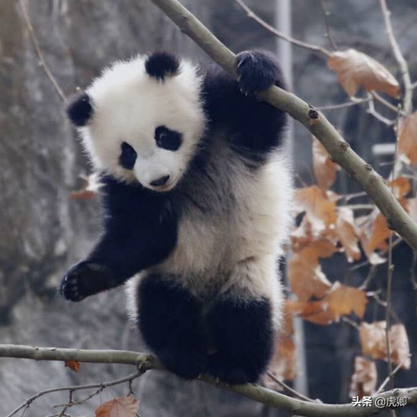 大熊貓為何瀕危？守候女友一星期，只享樂30秒，還有華南虎在追殺