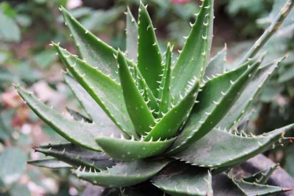 衛生間潮溼有異味，養上5種&OpenCurlyDoubleQuote;吸味花&rdquo;，祛溼除味還能&OpenCurlyDoubleQuote;滅菌&rdquo;