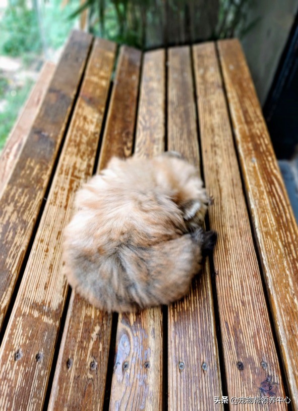 狗狗搗亂被抓包，網友卻紛紛表示：這是小熊吧？太可愛了原諒它