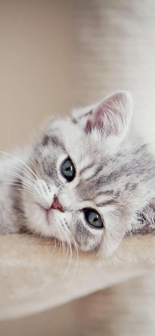 萌化了的喵星人~可愛貓咪愛不如寵，寵不如懂