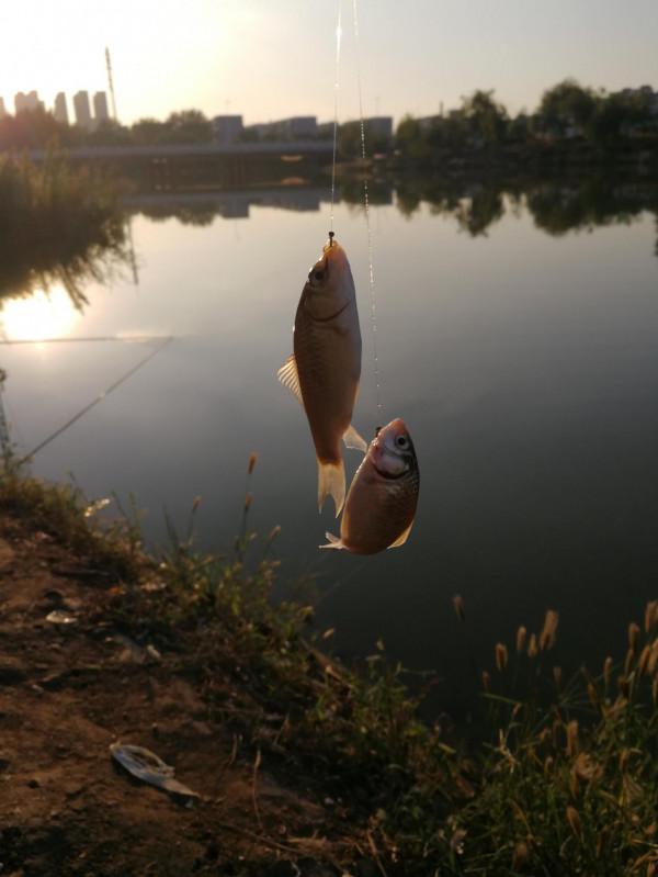 要不是親眼所見我都不信,釣這麼多年魚竟然被媳婦“秒”了…… 要不是親眼所見我都不信,釣這麼多年魚竟然被媳婦“秒”了……