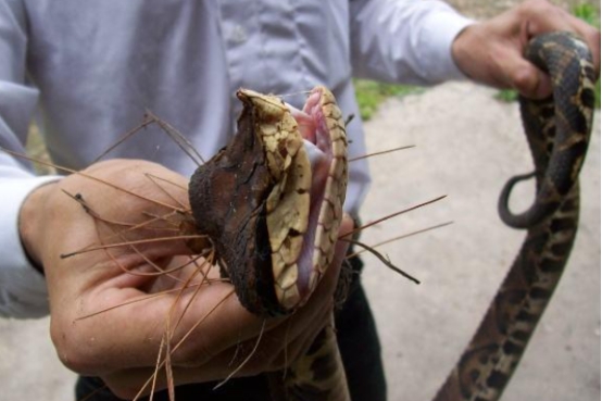 五步蛇毒性如何?為什麼令很多人害怕?解開了我多年的疑惑 五步蛇毒性如何?為什麼令很多人害怕?解開了我多年的疑惑