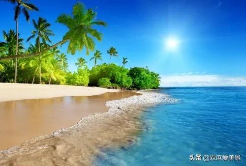 分享圖片&mdash;海邊最美的椰子樹
