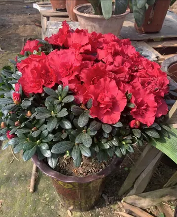 新買的杜鵑,記住4點,不黃葉不落葉,盆盆都能開爆 新買的杜鵑,記住4點,不黃葉不落葉,盆盆都能開爆