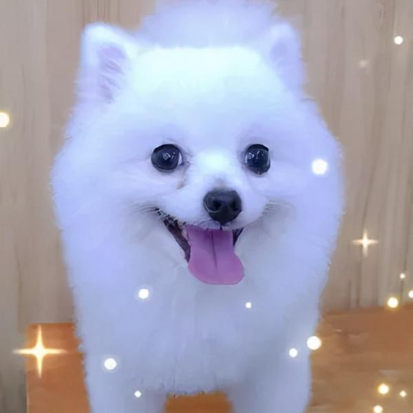 當博美去醫院時，TA在想什麼？