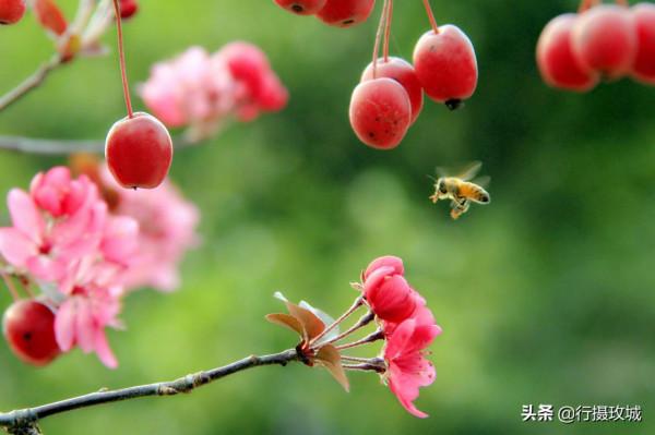 花果相擁迎冬雪,山東黃河玫瑰湖國家溼地公園現奇觀 花果相擁迎冬雪,山東黃河玫瑰湖國家溼地公園現奇觀