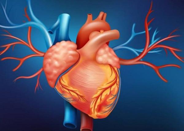 通補兼施、標本同治，新老結合配製的中成藥，從根本上調治心臟病