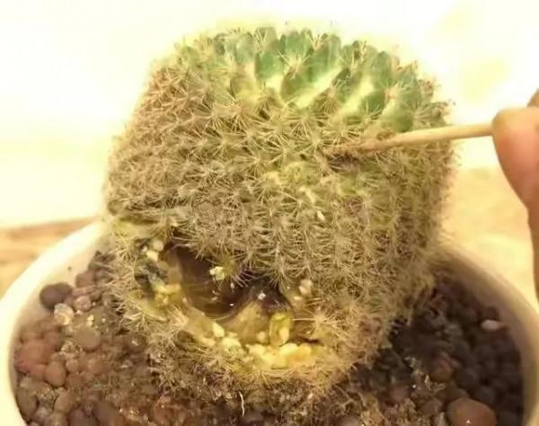 容易被水澆死的“10種花”，養不活都是由於手太勤