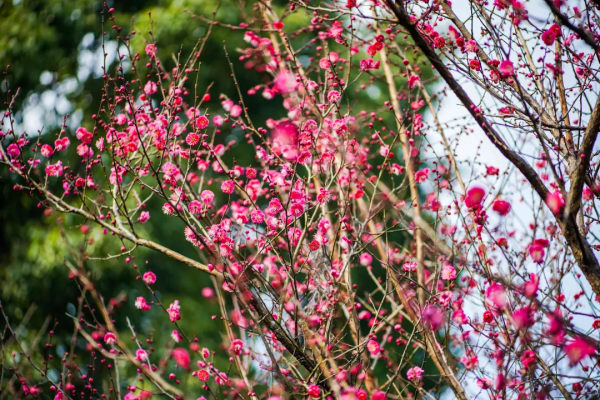 兒童城堡免費耍！還有可愛萌寵和超大草坪，公交直達，遛娃必去