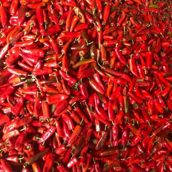 10.29號，青州蔬菜行情