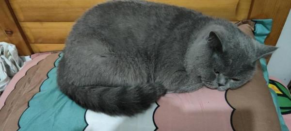 我有一隻很奇特的貓 我有一隻很奇特的貓