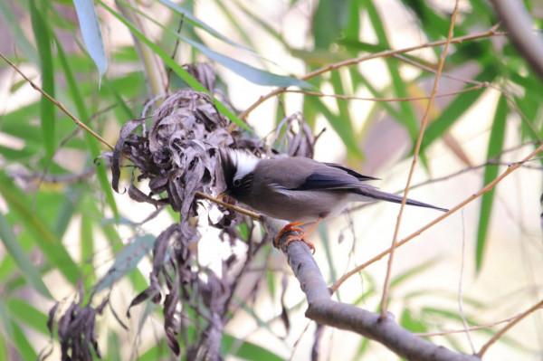 校園裡的鳥 校園裡的鳥