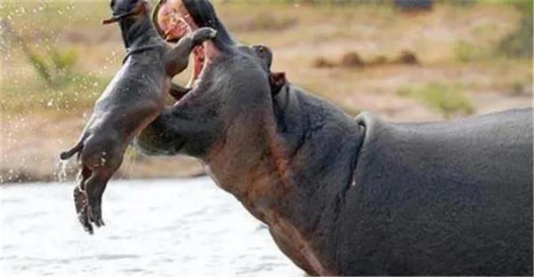 為了活下去,殘害同胞吃掉孩子,動物界中的狠心父母有多可怕? 為了活下去,殘害同胞吃掉孩子,動物界中的狠心父母有多可怕?