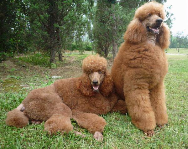 “買狗一時爽,養狗火葬場”的狗,勸你三思再入手 “買狗一時爽,養狗火葬場”的狗,勸你三思再入手