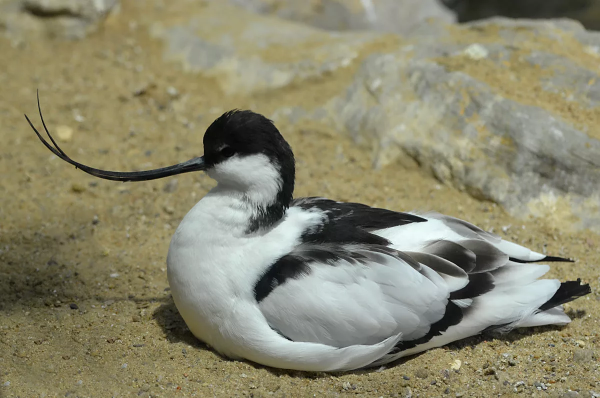 25張罕見的動物照片：折斷脖子的長頸鹿，會噴粉色墨汁的海兔