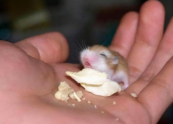 養倉鼠需要注意什麼事項呢? 養倉鼠需要注意什麼事項呢?