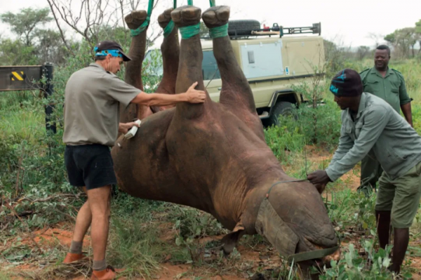 “搞笑諾貝爾獎”又來了,看看2021有哪些研究獲獎 “搞笑諾貝爾獎”又來了,看看2021有哪些研究獲獎