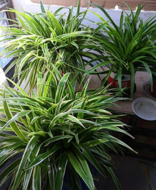 文竹吊蘭澆點“激素水”，葉子綠油油的，越養越美麗