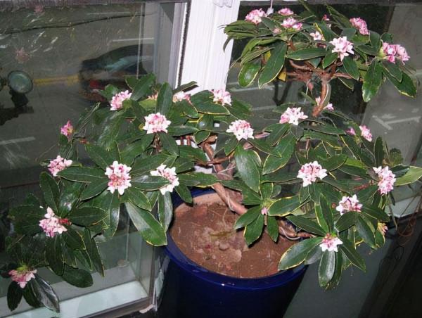 這3種花，它們比“香水”還好聞，家裡擺上一兩盆，生活更舒適