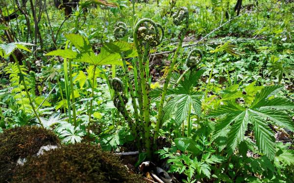 “猴腿菜”,價值珍貴,涼拌後下酒太絕了 “猴腿菜”,價值珍貴,涼拌後下酒太絕了