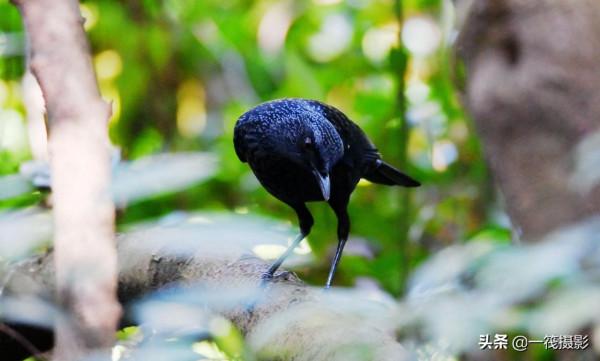 校園候鳥季之——樹木園裡的紫嘯鶇 校園候鳥季之——樹木園裡的紫嘯鶇