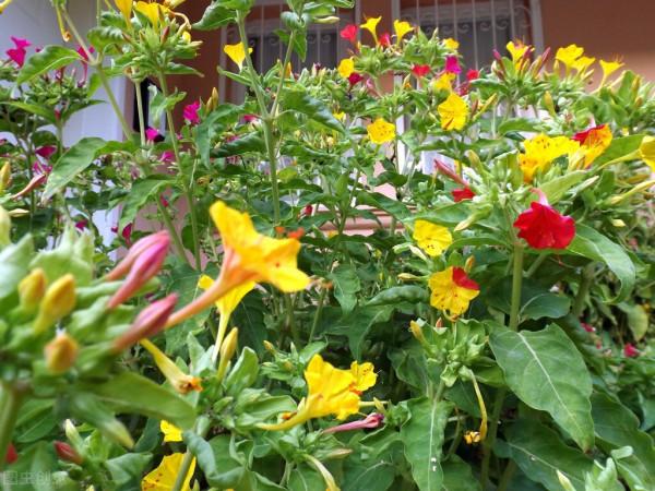 紫茉莉,夜來香,地雷花,說的都是它 紫茉莉,夜來香,地雷花,說的都是它