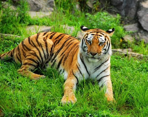 第3只出逃豹子依然找不到 杭州野生動物世界重新開放 第3只出逃豹子依然找不到 杭州野生動物世界重新開放