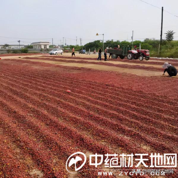 酸棗仁產新價格一路飆升 強勢上揚的因素在哪裡？